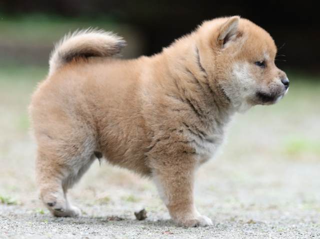 fp5a2517-puppy fp5a2517-puppy
