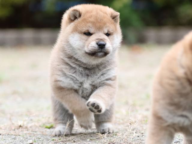fp5a2579-puppy fp5a2579-puppy