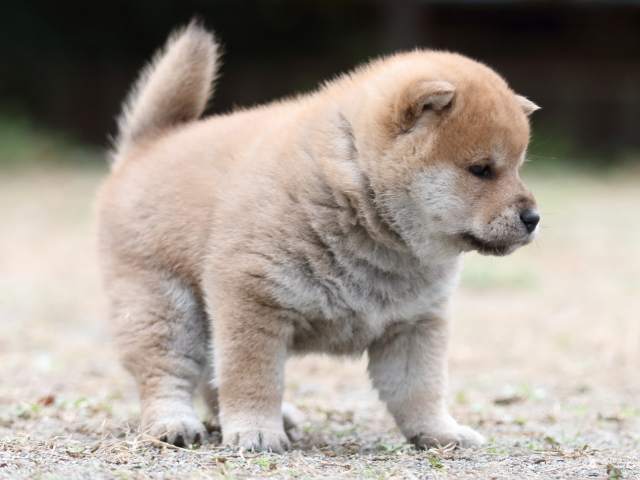 fp5a2590-puppy fp5a2590-puppy