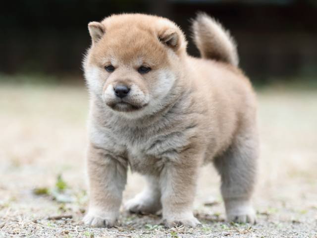 fp5a2594-puppy fp5a2594-puppy