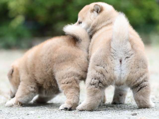 fp5a2613-puppy fp5a2613-puppy