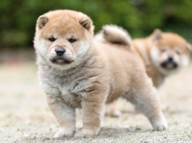 fp5a2627-puppy fp5a2627-puppy