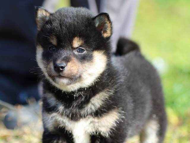 fp5a3553-puppy fp5a3553-puppy