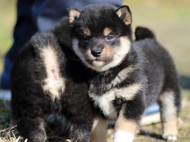 fp5a3566-puppy fp5a3566-puppy