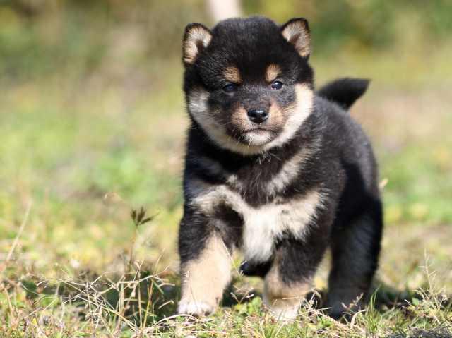 fp5a3580-puppy fp5a3580-puppy