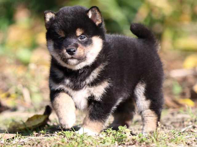 fp5a3649-puppy fp5a3649-puppy