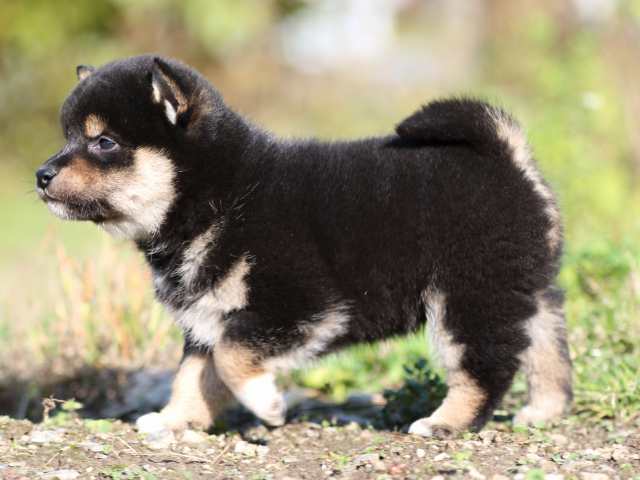 fp5a3680-puppy fp5a3680-puppy