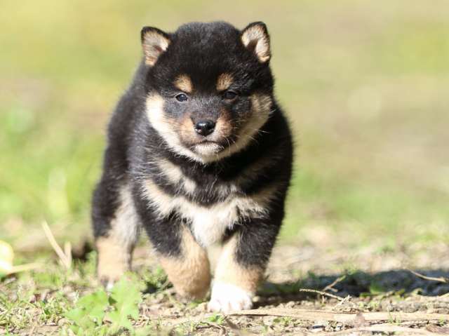 fp5a3707-puppy fp5a3707-puppy