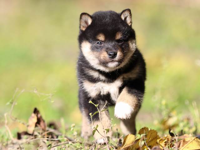 fp5a3829-puppy fp5a3829-puppy