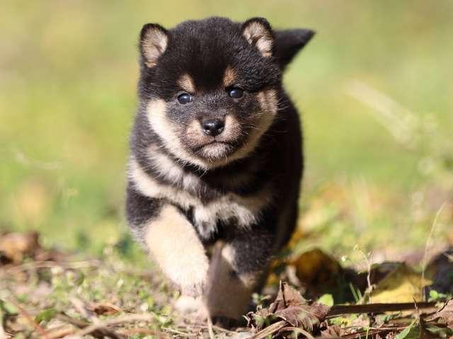 fp5a3868-puppy fp5a3868-puppy