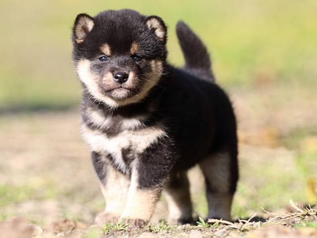 fp5a3920-puppy fp5a3920-puppy