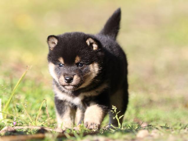 fp5a3928-puppy fp5a3928-puppy