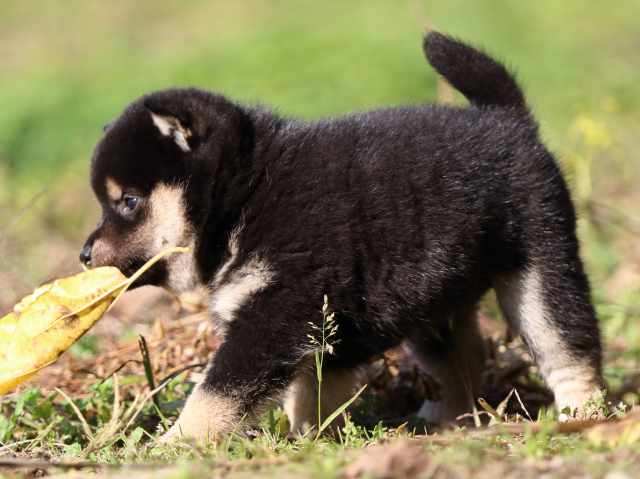 fp5a3939-puppy fp5a3939-puppy