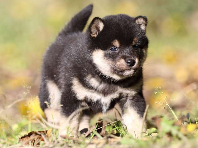 fp5a4100-puppy fp5a4100-puppy