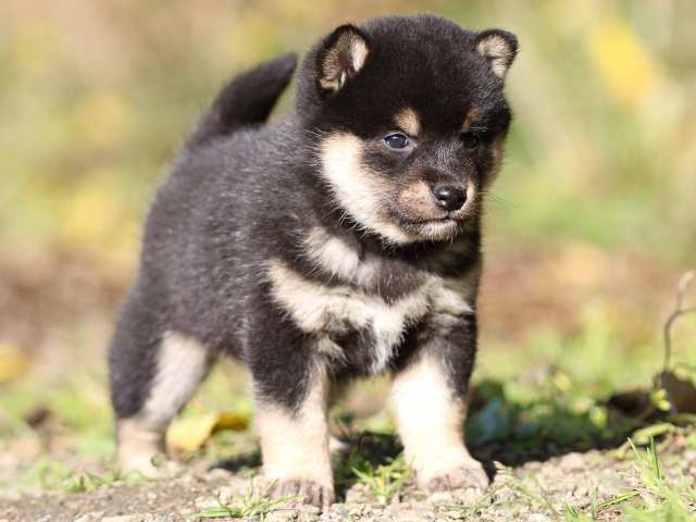fp5a4116-puppy fp5a4116-puppy