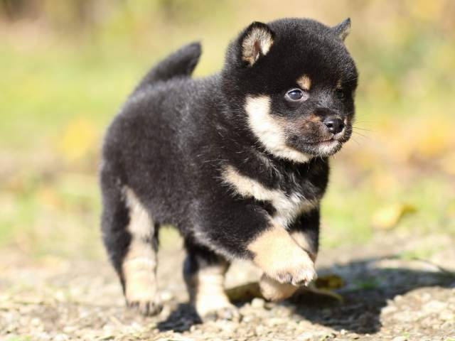 fp5a4136-puppy fp5a4136-puppy