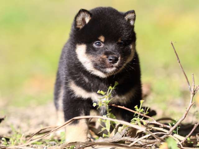 fp5a4152-puppy fp5a4152-puppy