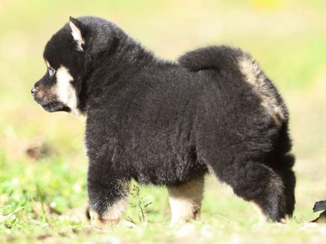 fp5a4185-puppy fp5a4185-puppy
