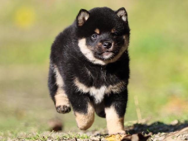 fp5a4196-puppy fp5a4196-puppy