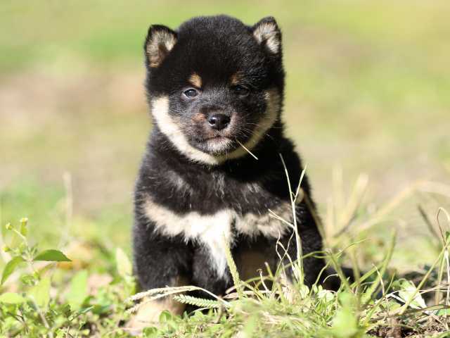 fp5a4286-puppy fp5a4286-puppy