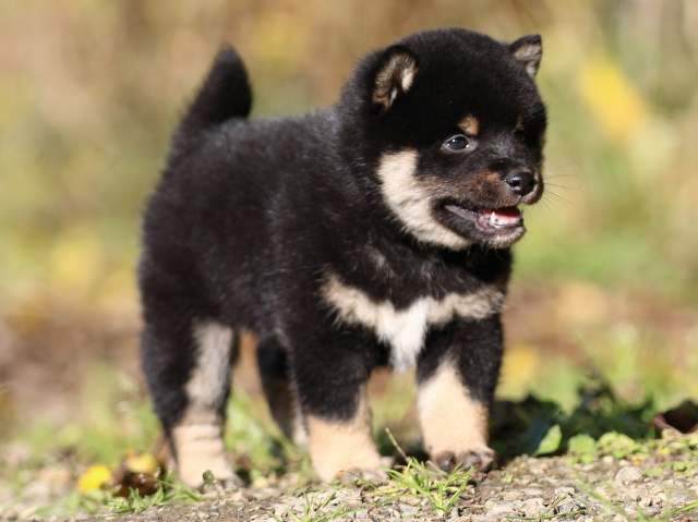 fp5a4319-puppy fp5a4319-puppy