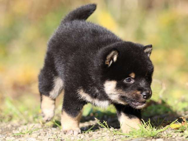 fp5a4324-puppy fp5a4324-puppy