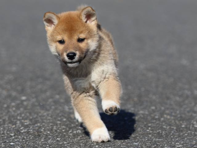 fp5a4952-puppy fp5a4952-puppy