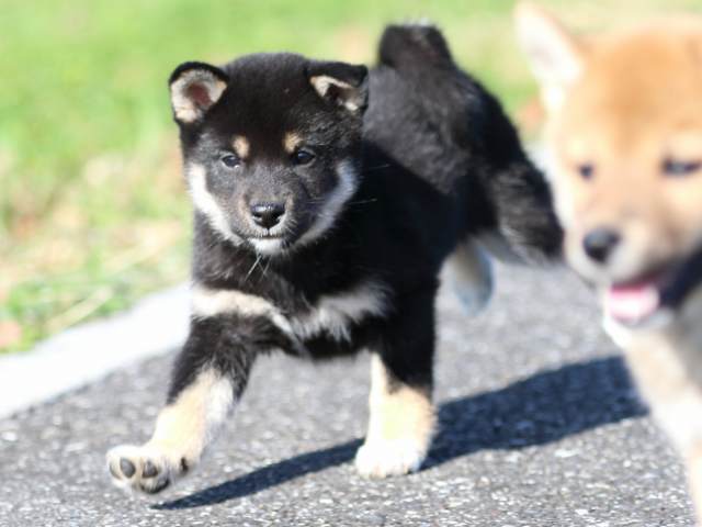 fp5a4953-puppy fp5a4953-puppy