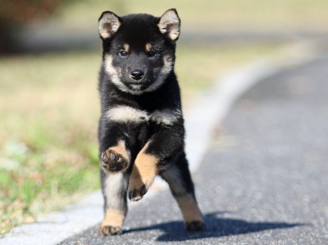 fp5a4964-puppy fp5a4964-puppy