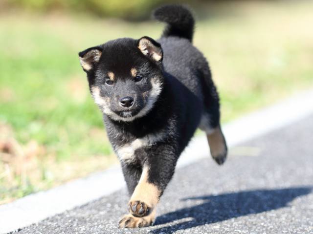 fp5a4973-puppy fp5a4973-puppy