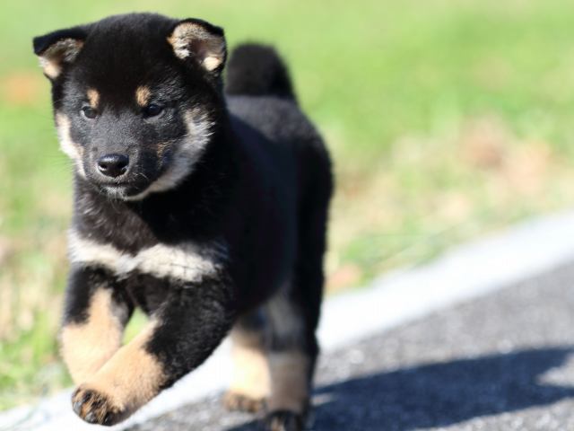 fp5a4978-puppy fp5a4978-puppy