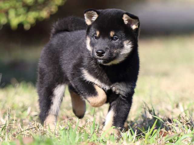 fp5a5038-puppy fp5a5038-puppy