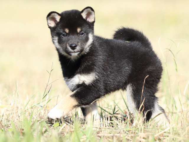 fp5a5091-puppy fp5a5091-puppy