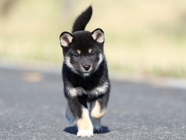 fp5a5108-puppy fp5a5108-puppy