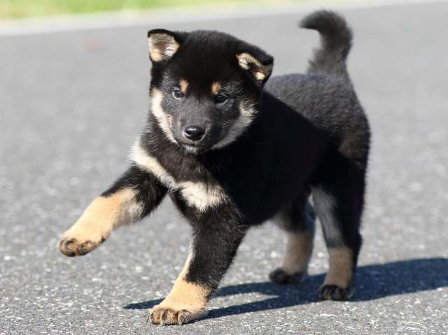 fp5a5147-puppy fp5a5147-puppy