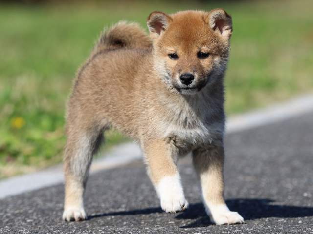 fp5a5246-puppy fp5a5246-puppy