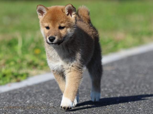 fp5a5248-puppy fp5a5248-puppy
