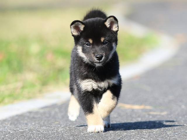 fp5a5272-puppy fp5a5272-puppy