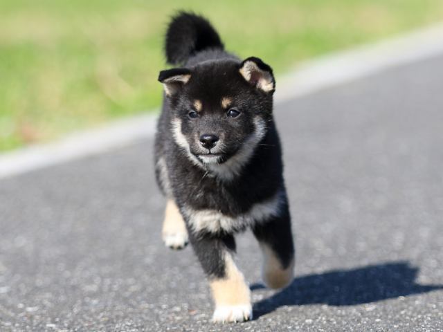 fp5a5289-puppy fp5a5289-puppy