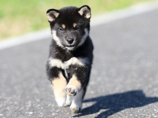fp5a5293-puppy fp5a5293-puppy