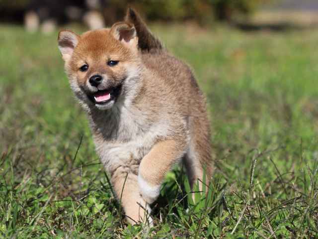 fp5a5307-puppy fp5a5307-puppy