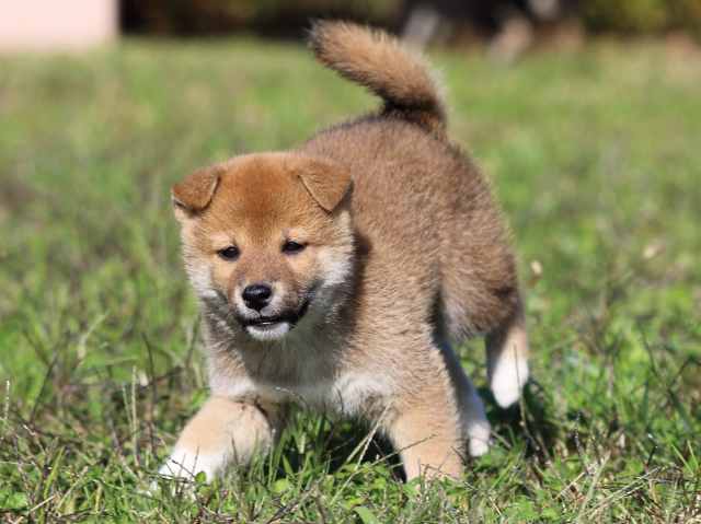 fp5a5309-puppy fp5a5309-puppy
