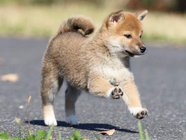 fp5a5358-puppy fp5a5358-puppy