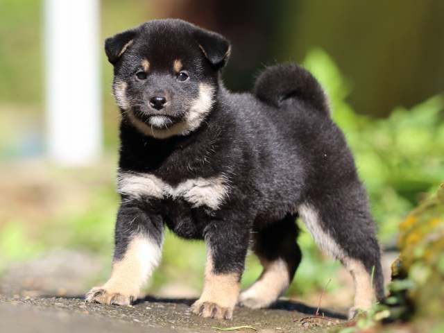fp5a8316-puppy fp5a8316-puppy