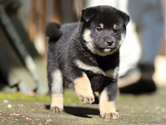fp5a8342-puppy fp5a8342-puppy