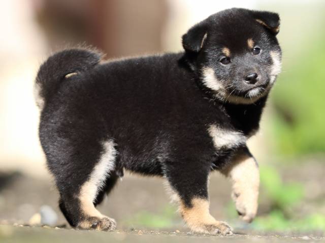 fp5a8366-puppy fp5a8366-puppy