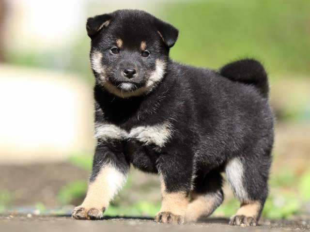 fp5a8380-puppy fp5a8380-puppy