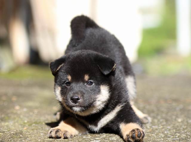 fp5a8392-puppy fp5a8392-puppy