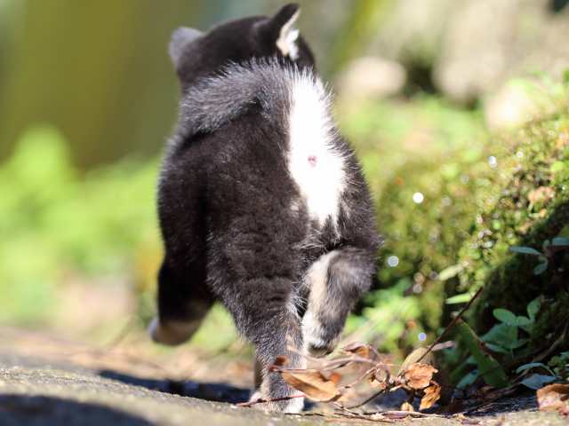 fp5a8421-puppy fp5a8421-puppy