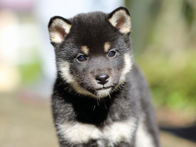 fp5a8466-puppy fp5a8466-puppy